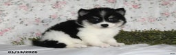 Pomsky dogs for sale: Kirk - Ad 5