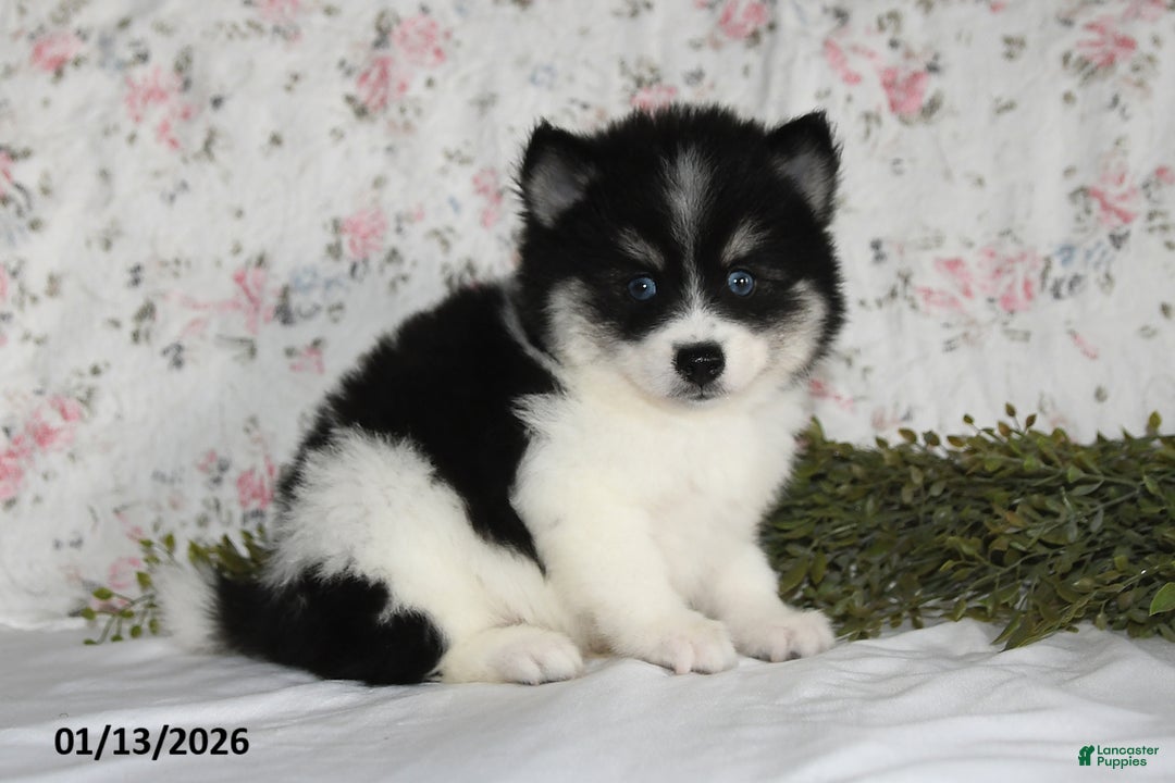 Pomsky dogs for sale: Kirk - Ad 5