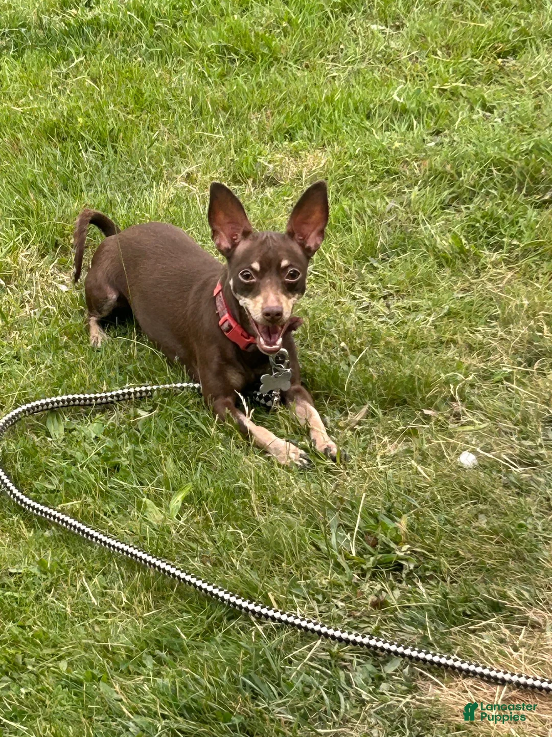 Mixed Breed dogs for sale: Blue - Ad 2