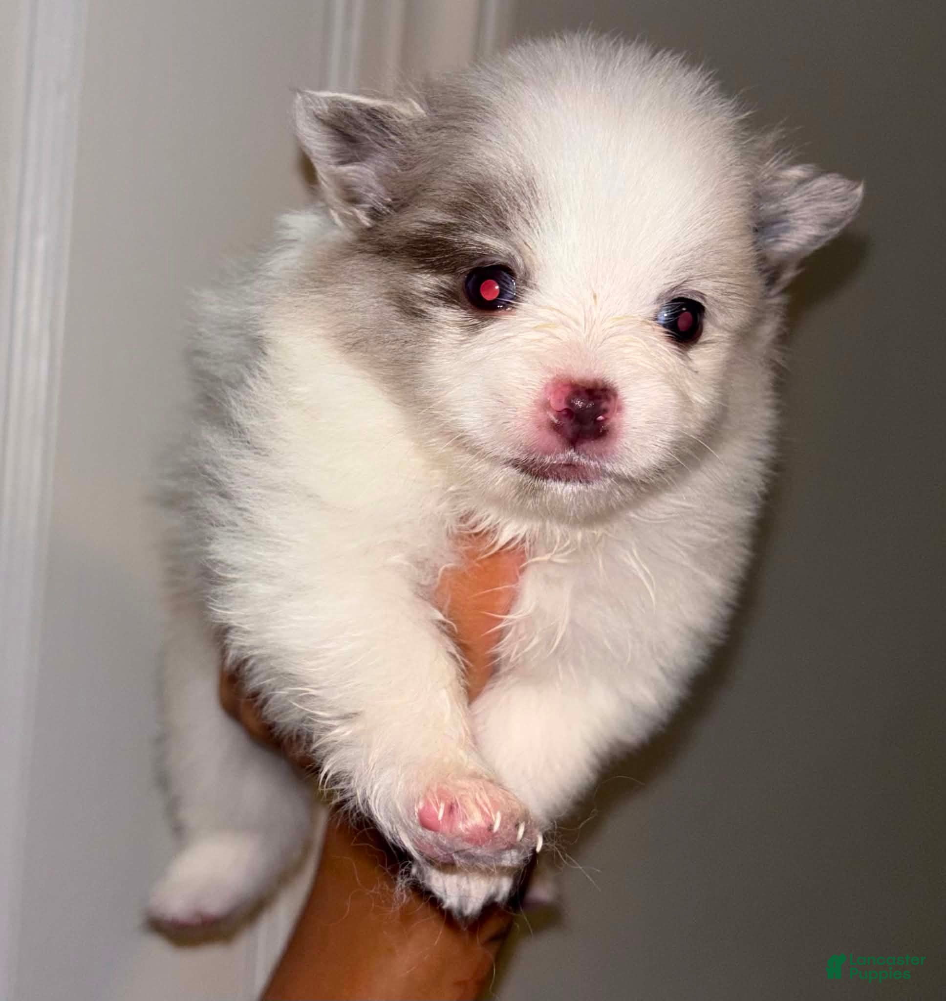 Pomeranian dogs for sale: Pomeranian 2 - Ad 2