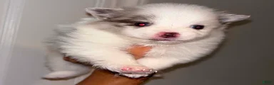 Pomeranian 2