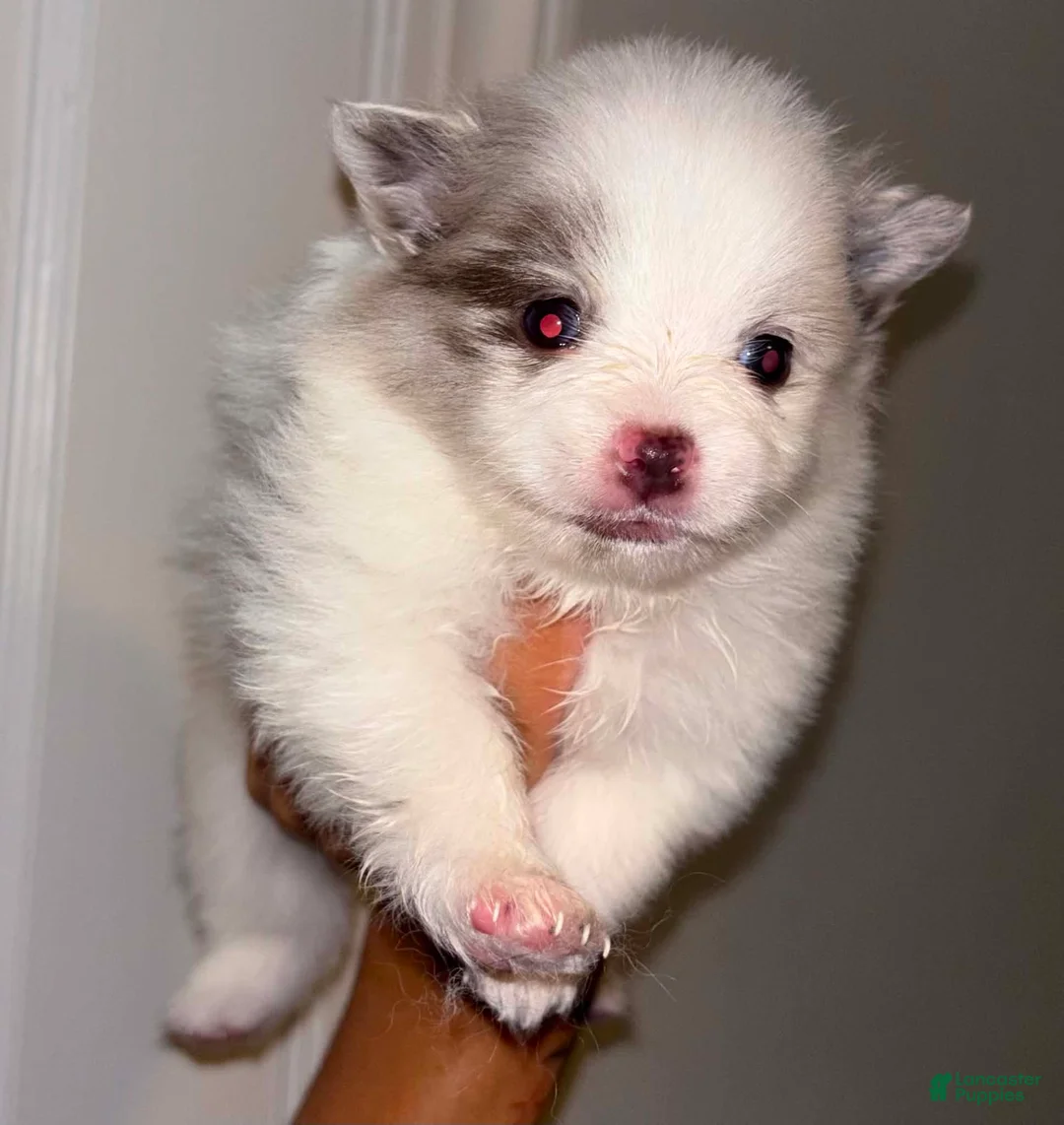 Pomeranian dogs for sale: Pomeranian 2 - Ad 1