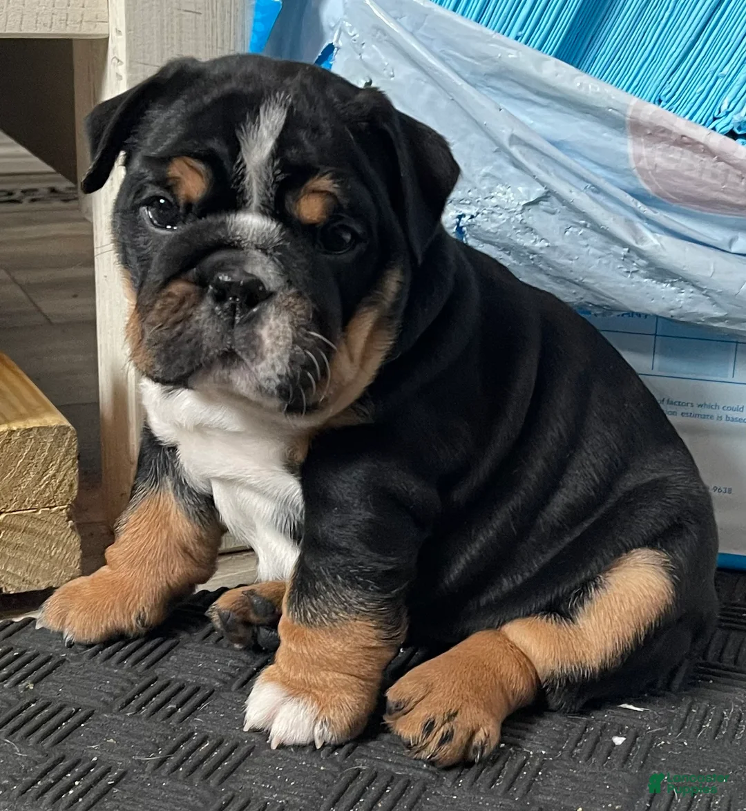 English Bulldog dogs for sale: Zoey - Ad 3