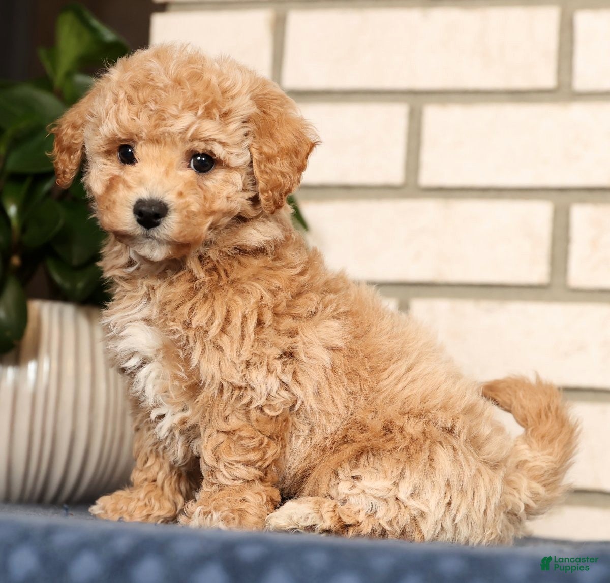 Bichpoo dogs Clint - Ad 42