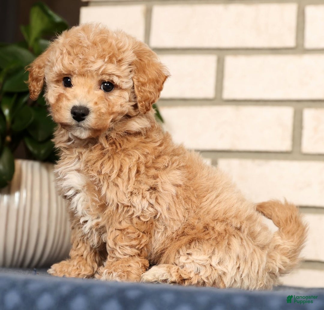 Bichpoo dogs for sale: Clint - Ad 1