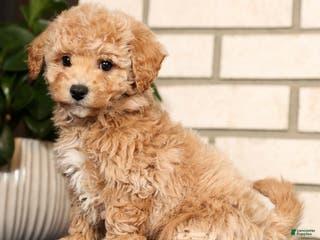 Bichpoo dogs Clint - Ad 42