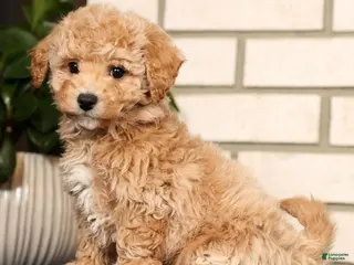 Bichpoo dogs Clint - Ad 6