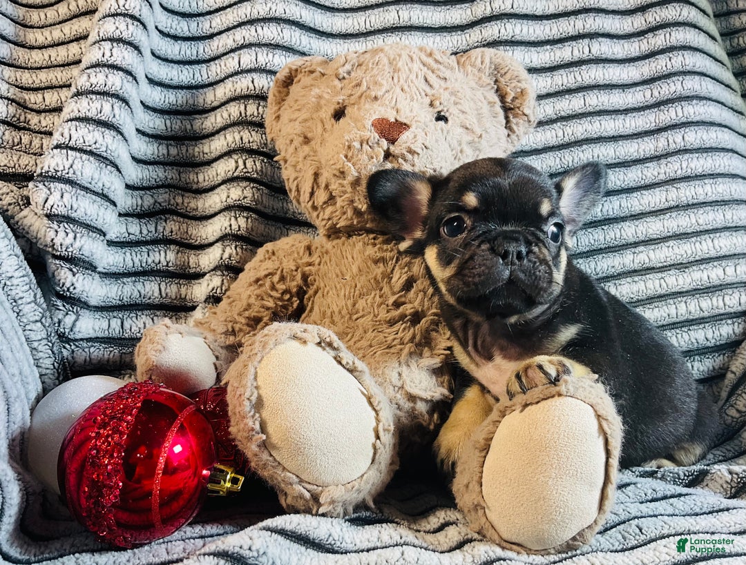 French Bulldog dogs for sale: Chloe  - Ad 1