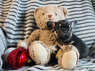 French Bulldog dogs Chloe - Ad 3