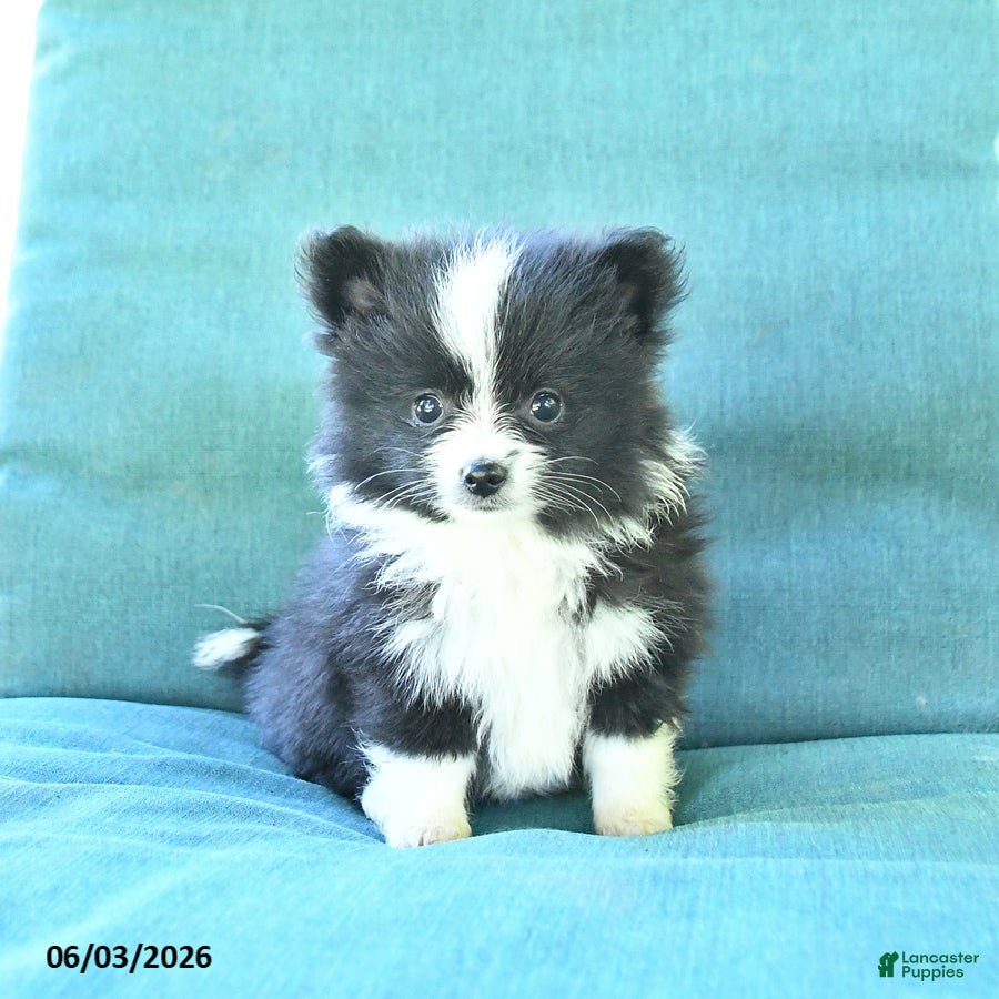 Pomeranian dogs for sale: Tucker - Ad 4
