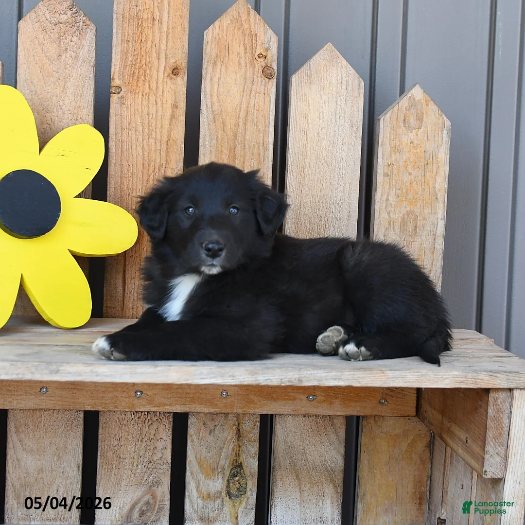 Mixed Breed dogs for sale: Gabe - Ad 3