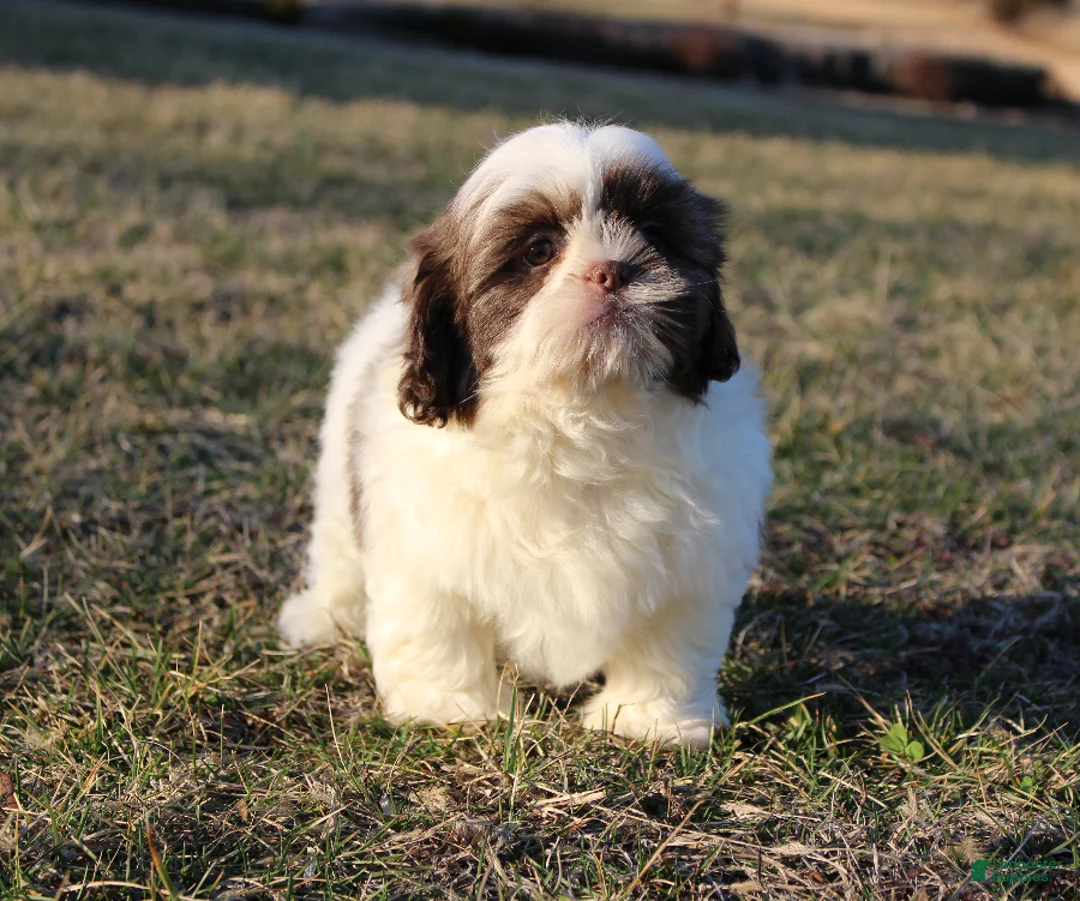 Shih Tzu dogs for sale: Erinie - Ad 3