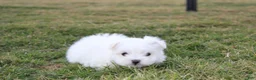 Maltese dogs for sale: Button  - Ad 6