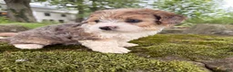 Corgipoo dogs for sale: Willow-F1B-CorgiPoo Merle - Ad 7