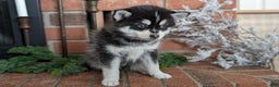 Pomsky dogs for sale: Jack - Ad 6