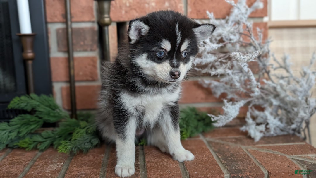 Pomsky dogs for sale: Jack - Ad 6