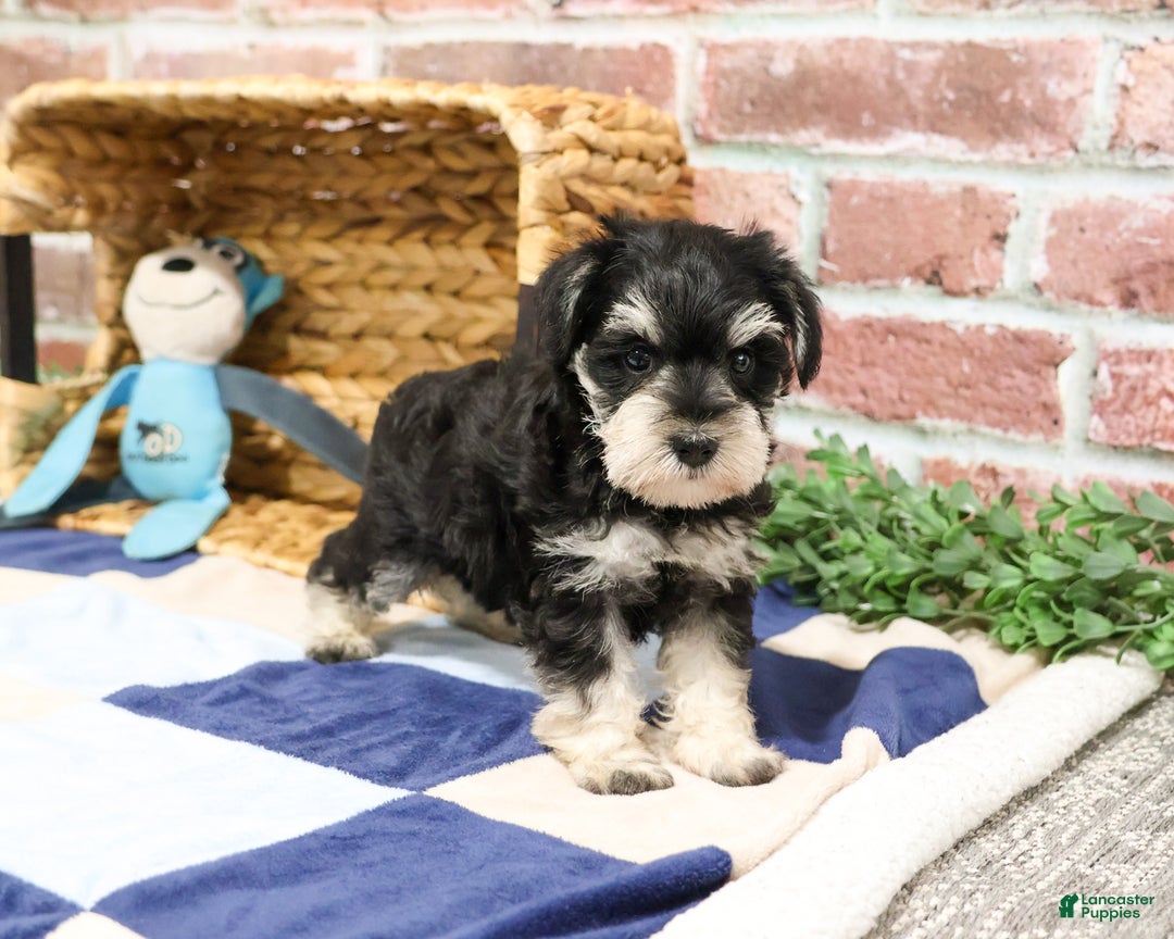 Miniature Schnauzer dogs for sale: Archie - Ad 1