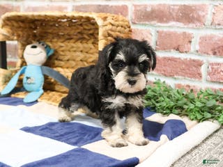 Miniature Schnauzer dogs Archie - Ad 41