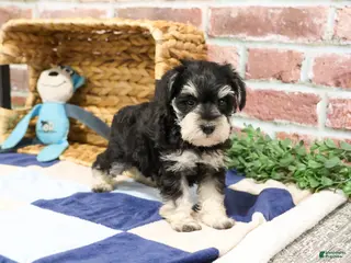 Miniature Schnauzer dogs Archie - Ad 38