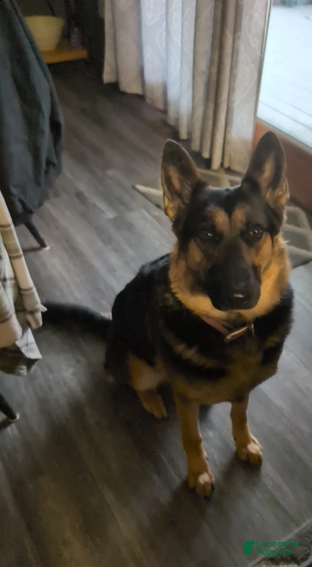 German Shepherd dogs for sale: Lisa Marie  - Ad 2