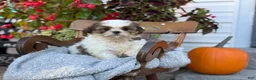 Shih Tzu dogs for sale: Shyla - Ad 12