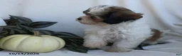 Teddy Bear dogs for sale: Kenny - Ad 3