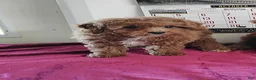 Cavapoo dogs for sale: Kenderick - Ad 2