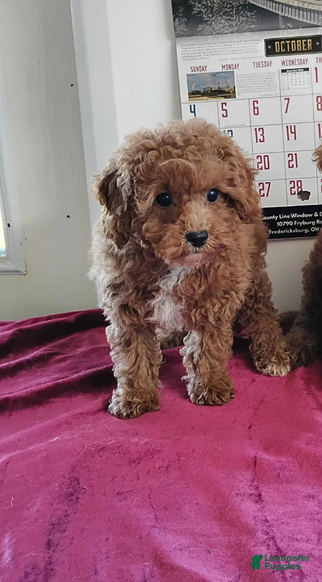 Cavapoo dogs for sale: Kenderick - Ad 2