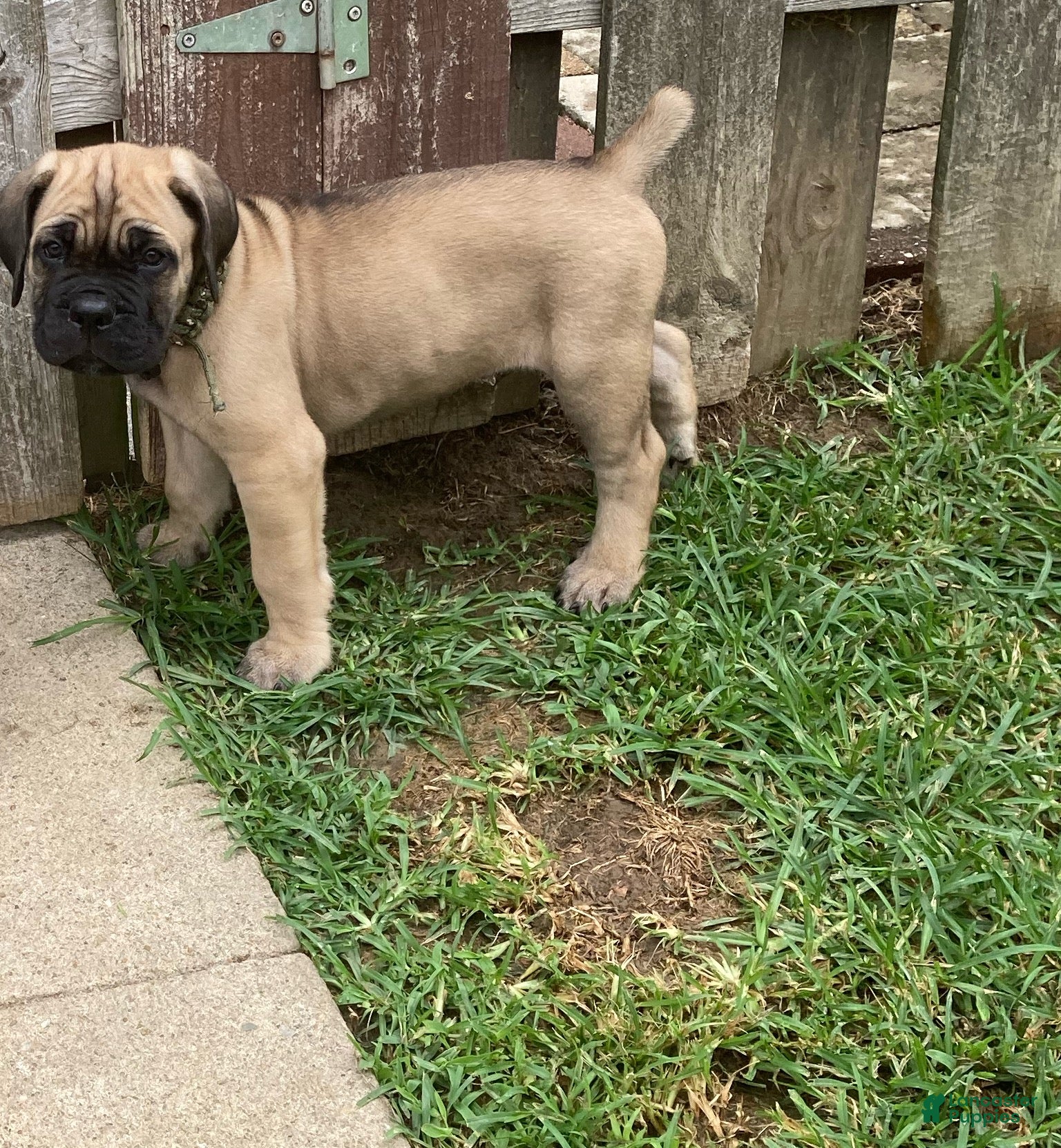 Cane Corso dogs Cane Corso 3 - Ad 1