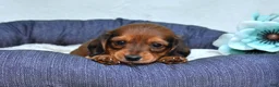 Miniature Dachshund dogs for sale: Muffin - Ad 4