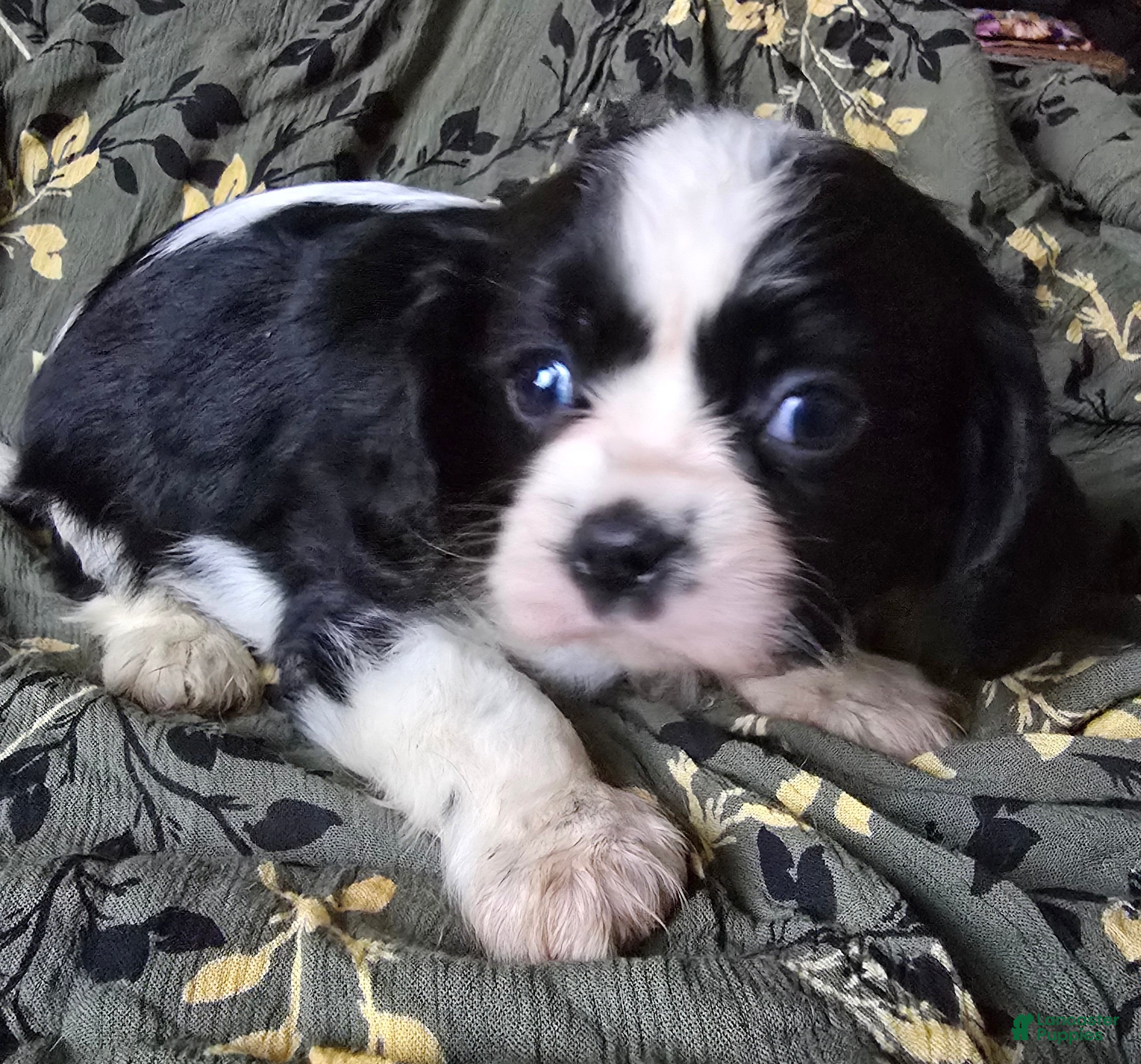 Cavalier King Charles Spaniel dogs Paul black/white - Ad 27