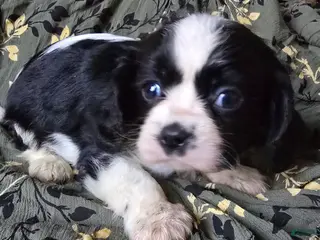 Cavalier King Charles Spaniel dogs Paul black/white - Ad 27