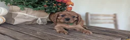 Cavalier King Charles Spaniel dogs for sale: Teddy - Ad 3