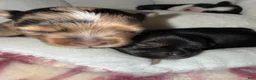 Yorkshire Terrier dogs for sale: Zeek - Ad 5