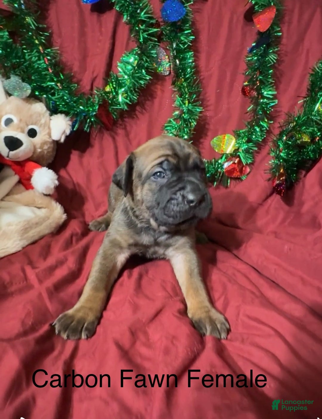 Cane Corso dogs for sale: Black - Ad 5