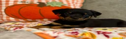 Rottweiler dogs for sale: Rottweiler 1 - Ad 5