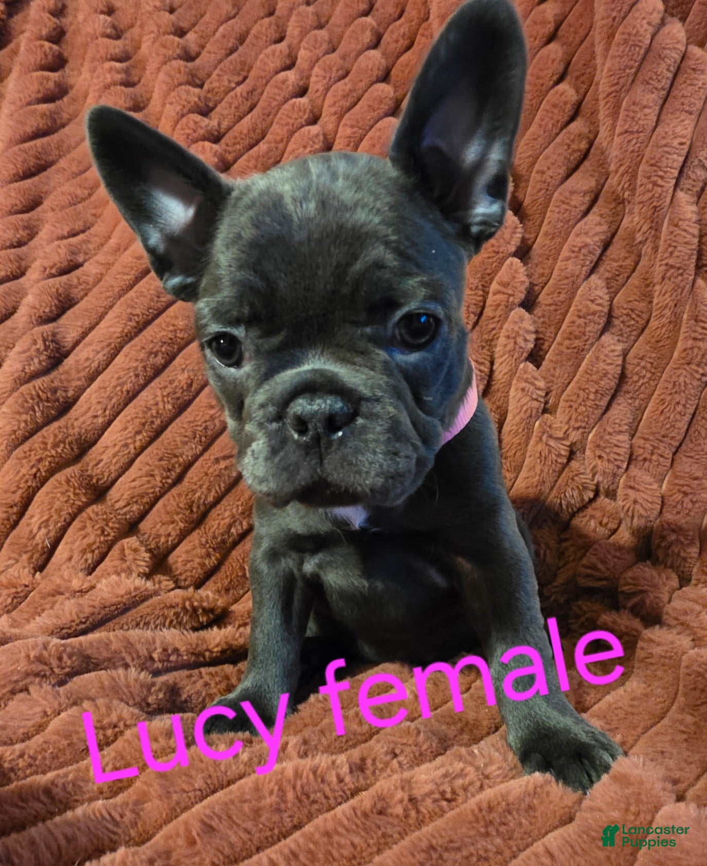 French Bulldog dogs Lucy - Ad 2