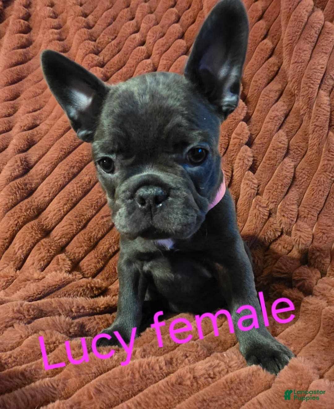 French Bulldog dogs for sale: Lucy - Ad 2
