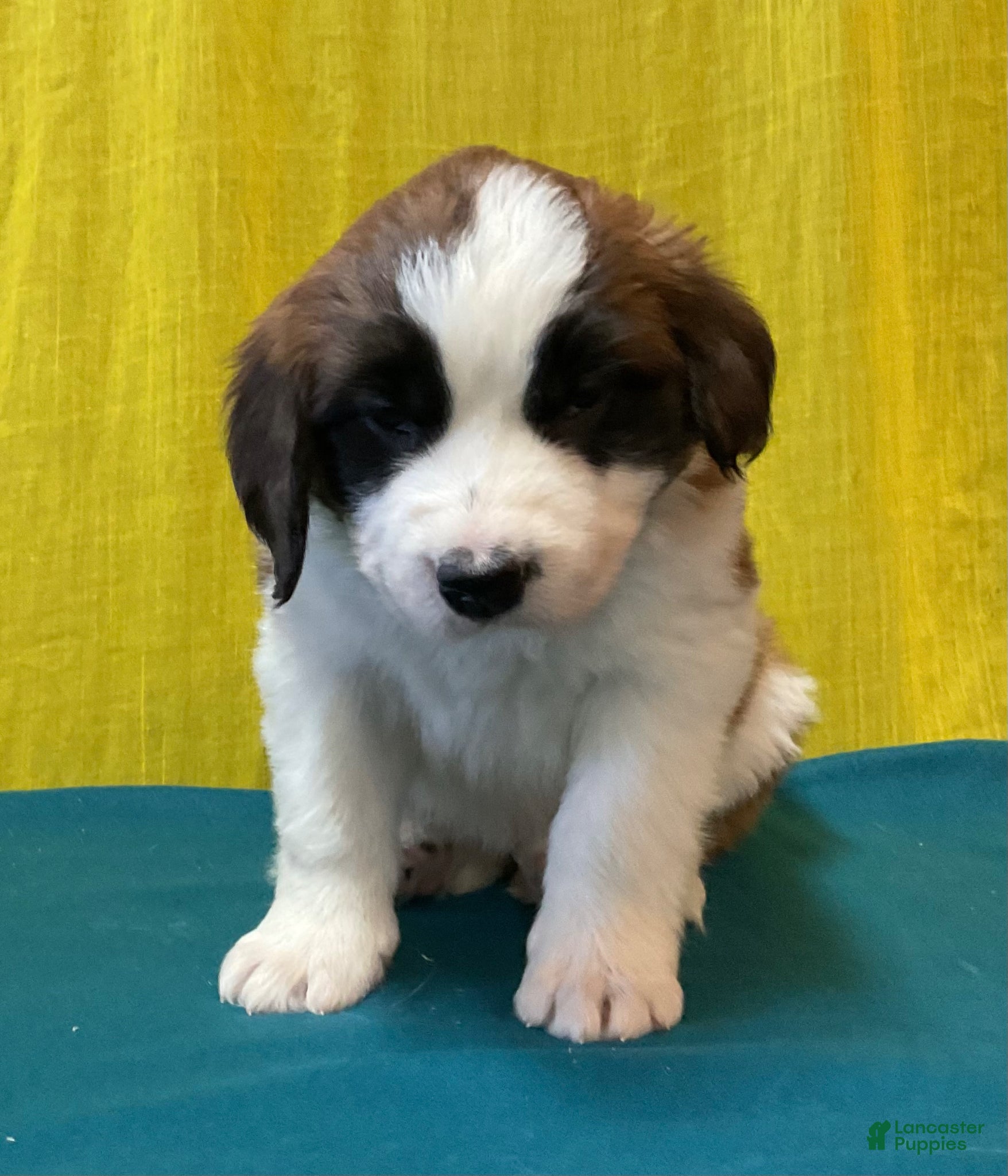 Saint Bernard dogs Saint Bernard Puppy 8 - Ad 2