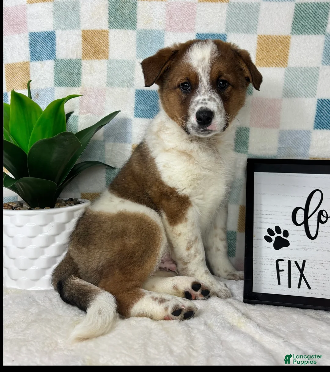 Australian Cattle Dog dogs for sale: Ryder - Ad 2