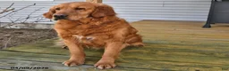 Golden Retriever dogs for sale: Ozzie - Ad 6