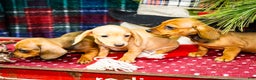 Miniature Dachshund dogs for sale: Tucker - Ad 11