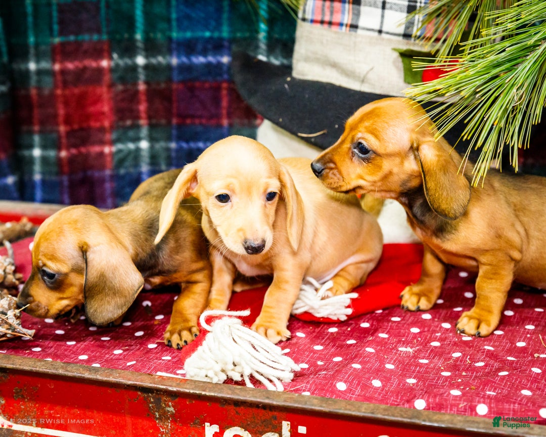 Miniature Dachshund dogs for sale: Tucker - Ad 11