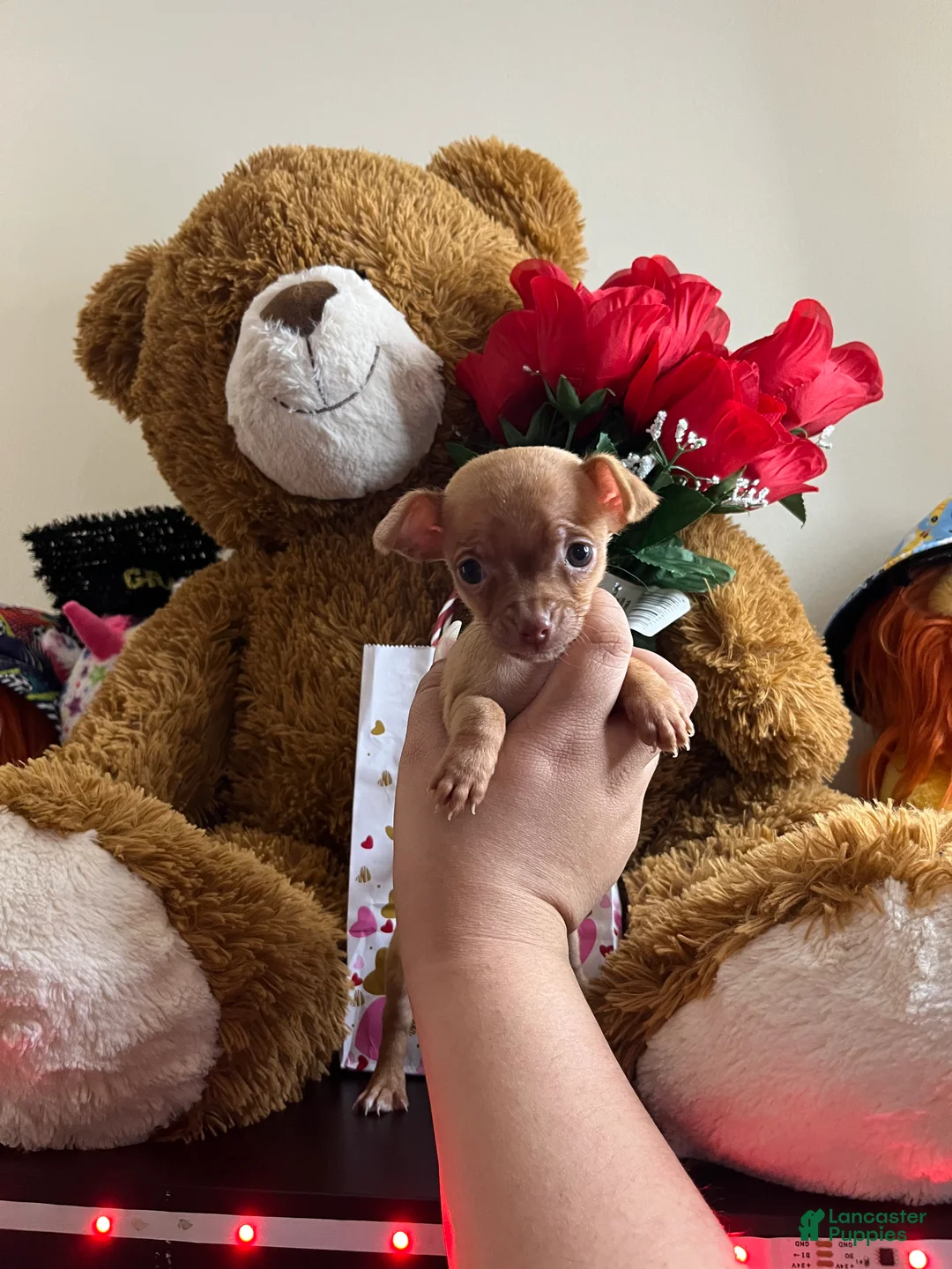 Chihuahua dogs for sale: Chihuahua Puppy 1 - Ad 5