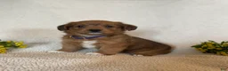 Corgipoo dogs for sale: Cathy - Ad 5