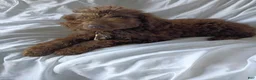 Labradoodle dogs for sale: Arno - Ad 5