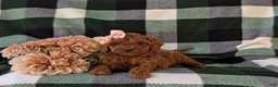 Miniature Poodle dogs for sale: Shay - Ad 5