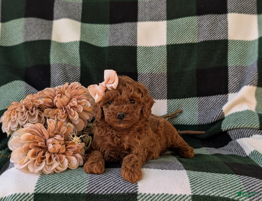 Miniature Poodle dogs for sale: Shay - Ad 5