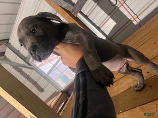 Cane Corso dogs Cane Corso Puppy 1 - Ad 33
