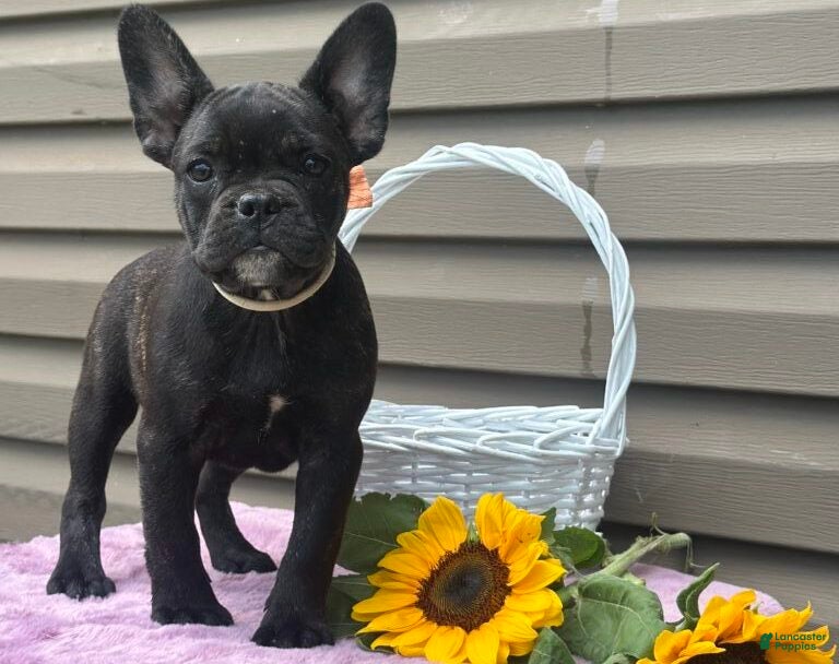 French Bulldog dogs Kosher - Ad 2